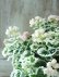 画像4: 八重咲きゼラニウム "アップルブロッサム ホワイトウエディング" 17cmポット