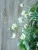 画像5: モンタナ系八重咲きクレマチス "グリーン アイズ" 16cmポット