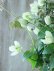画像4: モンタナ系八重咲きクレマチス "グリーン アイズ" 16cmポット