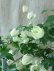 画像8: モンタナ系八重咲きクレマチス "グリーン アイズ" 16cmポット