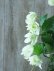 画像2: モンタナ系八重咲きクレマチス "グリーン アイズ" 16cmポット (2)
