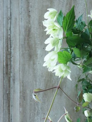 画像1: モンタナ系八重咲きクレマチス "グリーン アイズ" 16cmポット