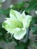 画像9: モンタナ系八重咲きクレマチス "グリーン アイズ" 16cmポット