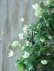 画像6: モンタナ系八重咲きクレマチス "グリーン アイズ" 16cmポット