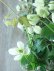 画像3: モンタナ系八重咲きクレマチス "グリーン アイズ" 16cmポット