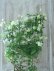 画像10: モンタナ系八重咲きクレマチス "グリーン アイズ" 16cmポット