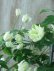画像7: モンタナ系八重咲きクレマチス "グリーン アイズ" 16cmポット