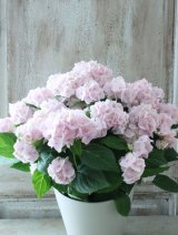 山紫陽花 "伊予獅子てまり ピンク” 15cmポット