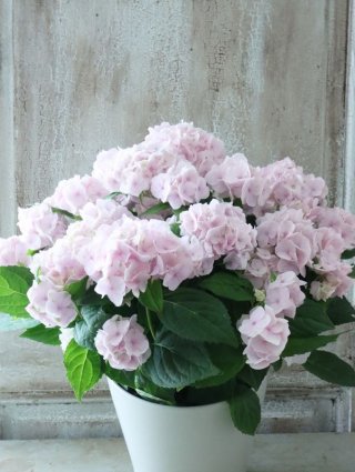 Hydrangea&Autumnal Hydrangea - Jardin de Violettes (Page 2)