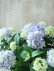 画像2: てまり咲き多花性アジサイ "てててまり ブルー" ~夏前には秋色に移ろいます!~ (2)