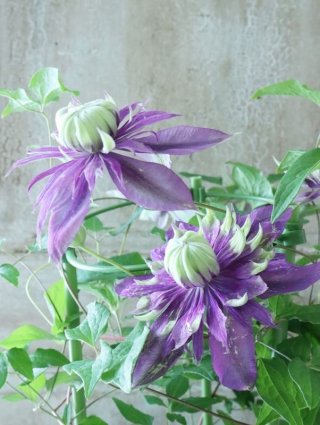 全商品 - Jardin de Violettes (Page 5)