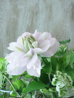 画像10: 八重咲きクレマチス "ゆいか" 18cmポット