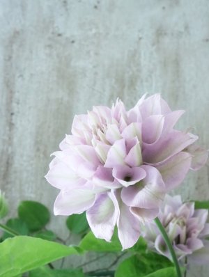 画像7: 八重咲きクレマチス "ゆいか" 18cmポット