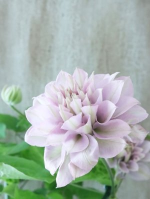 画像6: 八重咲きクレマチス "ゆいか" 18cmポット