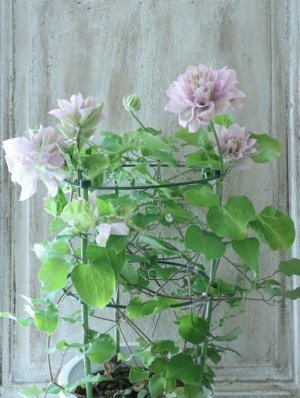 画像11: 八重咲きクレマチス "ゆいか" 18cmポット