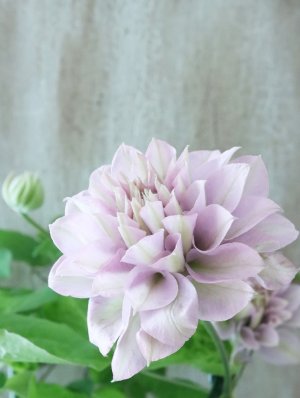 画像5: 八重咲きクレマチス "ゆいか" 18cmポット