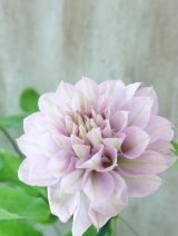 八重咲きクレマチス "ゆいか" 18cmポット
