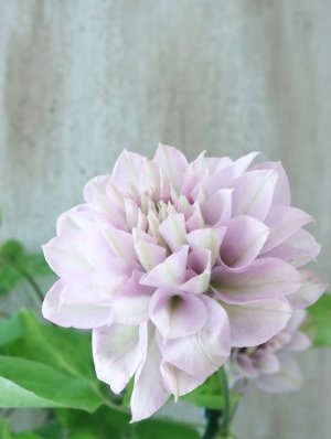 画像4: 八重咲きクレマチス "ゆいか" 18cmポット