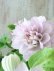 画像5: 八重咲きクレマチス "ゆいか" ~香ります!~18cmポット