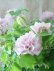 画像2: 八重咲きクレマチス "ゆいか" ~香ります!~18cmポット (2)