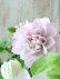画像4: 八重咲きクレマチス "ゆいか" ~香ります!~18cmポット