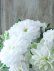画像4: 八重咲きクレマチス "雪の粧~ゆきのよそい~" 18cmポット