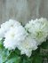 画像3: 八重咲きクレマチス "雪の粧~ゆきのよそい~" 18cmポット