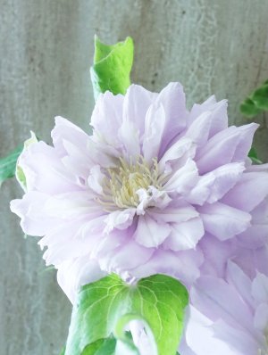 画像7: 八重咲きクレマチス "ななか" 香りのある新作です! 17cmポット