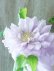 画像7: 八重咲きクレマチス "ななか" 香りのある新作です! 17cmポット