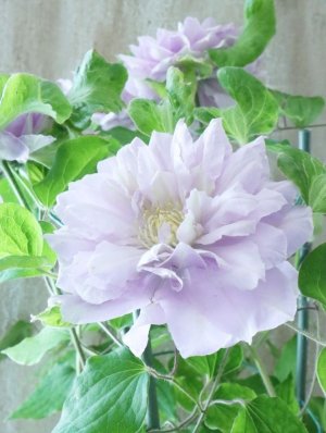 画像13: 八重咲きクレマチス "ななか" 香りのある新作です! 17cmポット