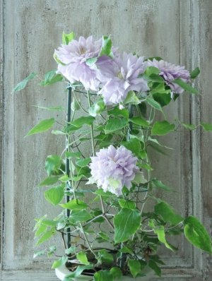 画像15: 八重咲きクレマチス "ななか" 香りのある新作です! 17cmポット
