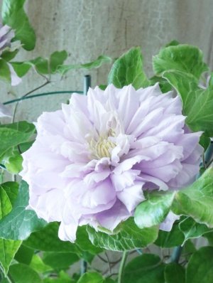 画像11: 八重咲きクレマチス "ななか" 香りのある新作です! 17cmポット