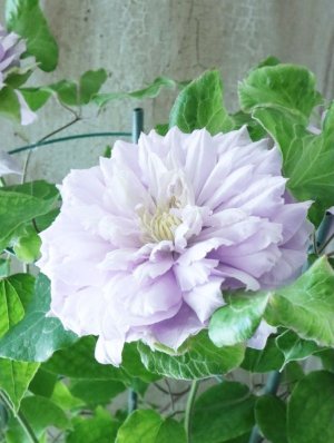 画像10: 八重咲きクレマチス "ななか" 香りのある新作です! 17cmポット