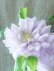 画像6: 八重咲きクレマチス "ななか" 香りのある新作です! 17cmポット
