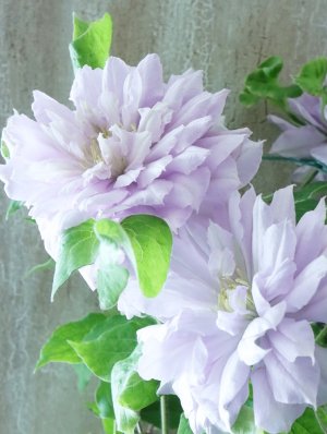 画像9: 八重咲きクレマチス "ななか" 香りのある新作です! 17cmポット