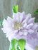 画像5: 八重咲きクレマチス "ななか" 香りのある新作です! 17cmポット