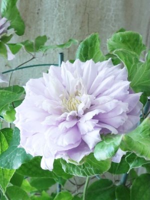 画像12: 八重咲きクレマチス "ななか" 香りのある新作です! 17cmポット