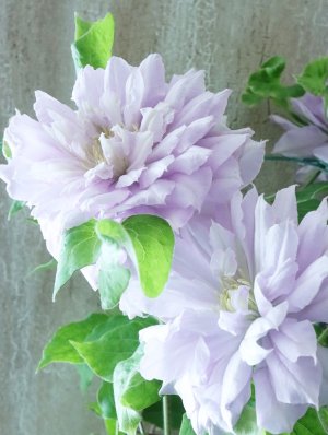 画像8: 八重咲きクレマチス "ななか" 香りのある新作です! 17cmポット