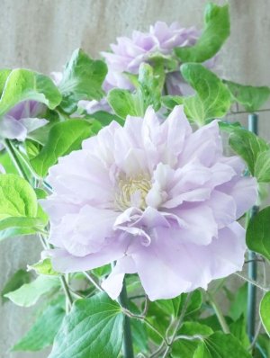 画像14: 八重咲きクレマチス "ななか" 香りのある新作です! 17cmポット