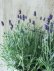 画像2: 四季咲き性イングリッシュラベンダー "アロマティコ ブルー" 15cmポット (2)