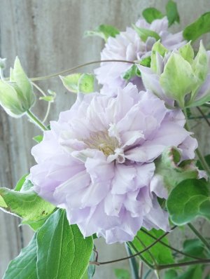 画像3: 八重咲きクレマチス "ななか" 香りのある新作です! 17cmポット