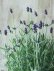 画像7: 四季咲き性イングリッシュラベンダー "アロマティコ ブルー" 15cmポット
