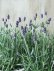 画像3: 四季咲き性イングリッシュラベンダー "アロマティコ ブルー" 15cmポット