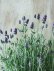 画像5: 四季咲き性イングリッシュラベンダー "アロマティコ ブルー" 15cmポット