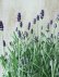 画像4: 四季咲き性イングリッシュラベンダー "アロマティコ ブルー" 15cmポット