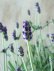 画像8: 四季咲き性イングリッシュラベンダー "アロマティコ ブルー" 15cmポット