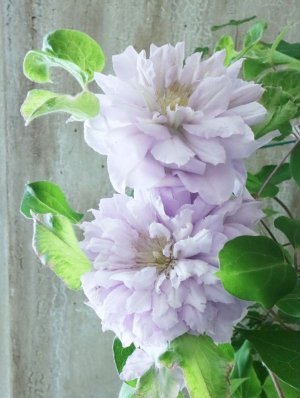 画像4: 八重咲きクレマチス "ななか" 香りのある新作です! 17cmポット