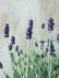 画像6: 四季咲き性イングリッシュラベンダー "アロマティコ ブルー" 15cmポット