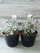 斑入り山紫陽花 "御殿場錦" 12cmポット