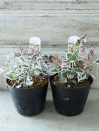 斑入り山紫陽花 "御殿場錦" 12cmポット